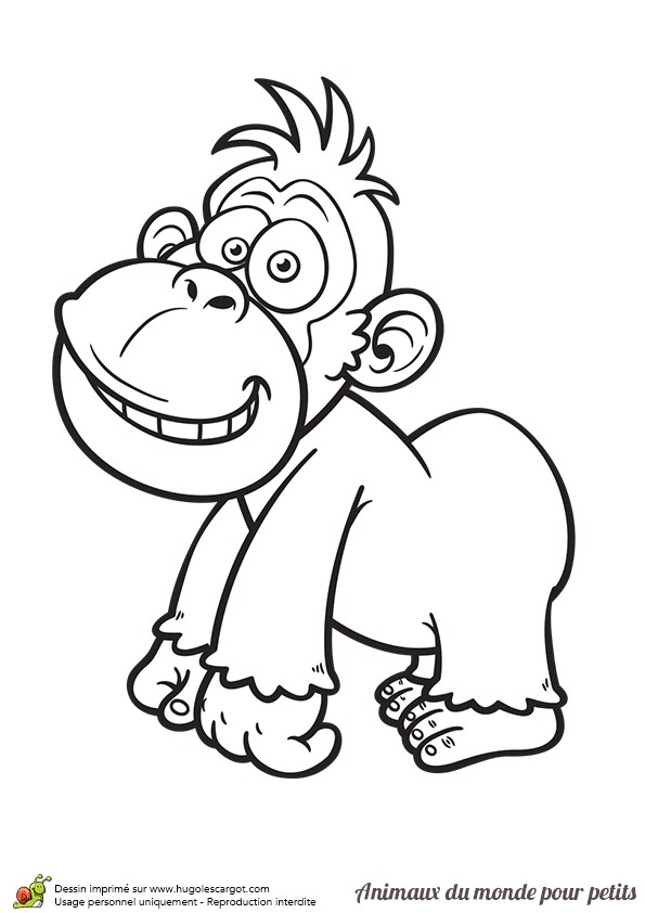 Coloriage Animaux Gorille Coloriage Le Bébé Gorille Hypnotisé