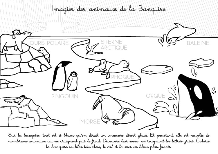 Coloriage Banquise Imprimer Coloriage   Imprimer Imagier Des Animaux De La Banquise