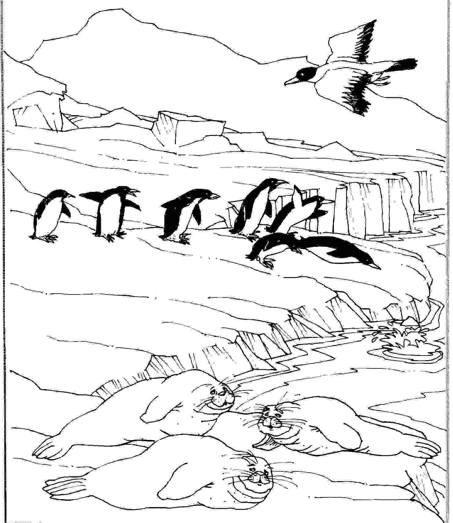 Coloriage Banquise Pole nord 20 Dessins De Coloriage Phoque Banquise   Imprimer