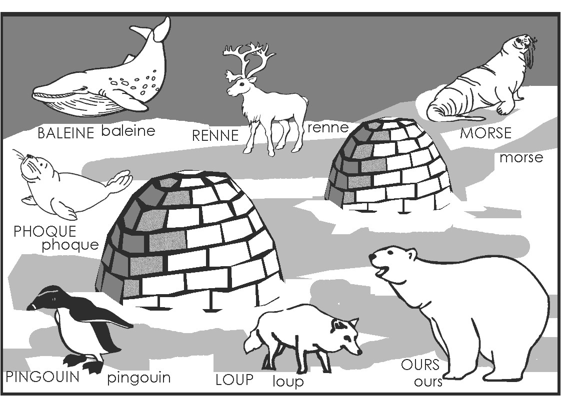 Coloriage Banquise Pole nord P´le nord Et P´le Sud La Classe Destout Petits Petits Moyens 2017