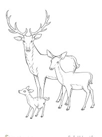 Coloriage Cerf Biche Faon Coloriage Cerfs Biches Et Faons Sur Hugolescargot