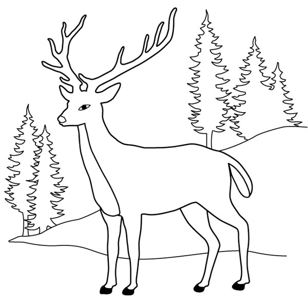 Coloriage Cerf Biche Faon Dessin  Colorier Cerf Biche Faon