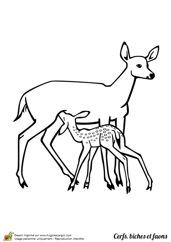 Coloriage Cerf Biche Faon Dessin   Colorier De Maman Biche Et son Petit Faon