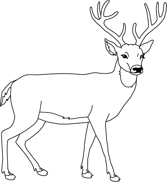 Coloriage Cerf Biche Faon Un Cerf Coloriage Pinterest