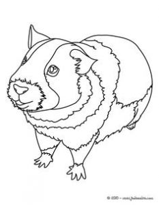 Coloriage Chameau à Imprimer Gratuit 49 Best Coloriages Animaux Domestiques Images On Pinterest