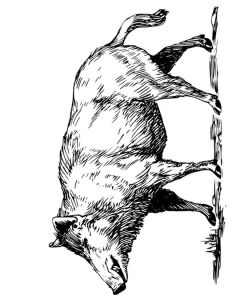 Coloriage Chasse Sanglier Coloriage Sanglier Imprimer Gratuitement