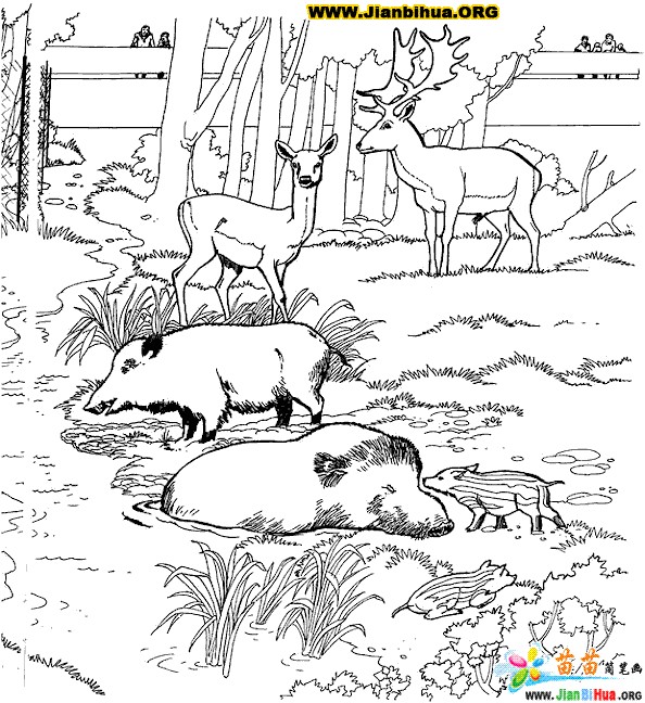 Coloriage Chasseur Sanglier 5 Dessins De Coloriage De Chasse Au Sanglier   Imprimer