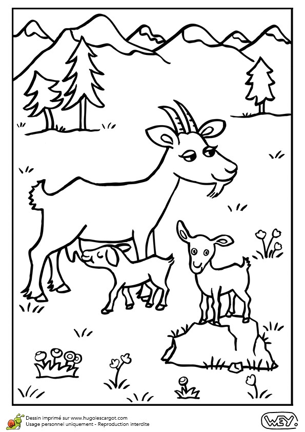 Coloriage Chevre Et Chevreau Dessin   Colorier D Une Maman Ch¨vre Et De Ses Petits Chevreaux