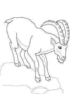 Coloriage Chevre Facile Coloriage Ch¨vre   Colorier Dessin   Imprimer