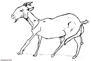 Coloriage Chevres Imprimer Coloriage Chevre Les Beaux Dessins De Imprimer Et Colorier Page 2