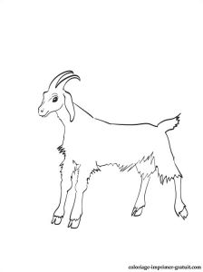 Coloriage Chevres Imprimer Coloriage Chevre Les Beaux Dessins De Imprimer Et Colorier Page 2
