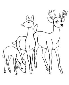 Coloriage Chevreuil A Imprimer Chevreuil 3 Animaux – Coloriages   Imprimer