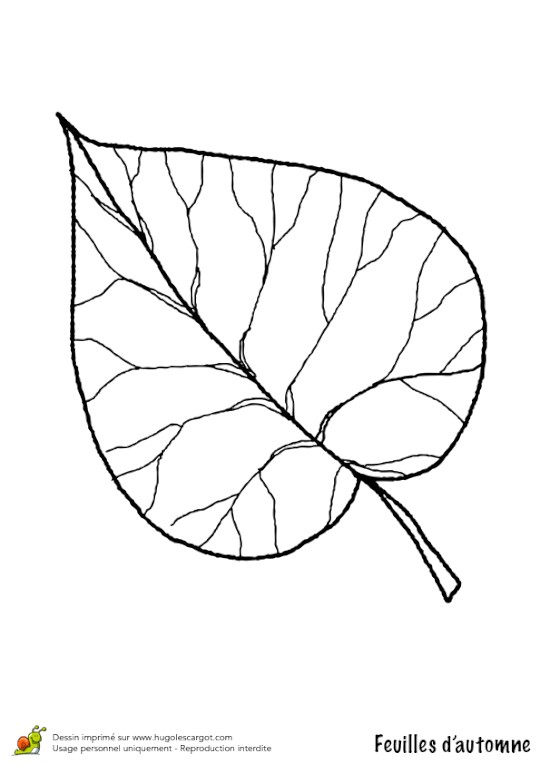 Coloriage D Une Feuille D Automne Feuille A Colorier Beau Coloriage Feuilles Automne Limetier Leaf