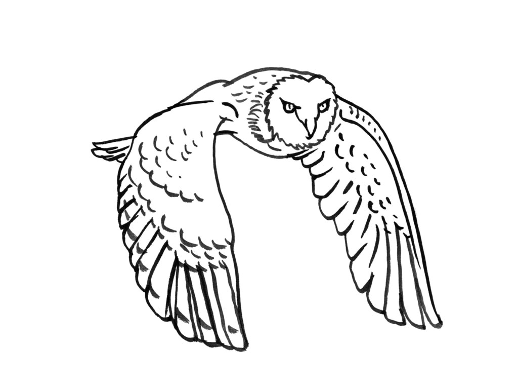 Coloriage De Chouette Effraie Chouette – Jecolore