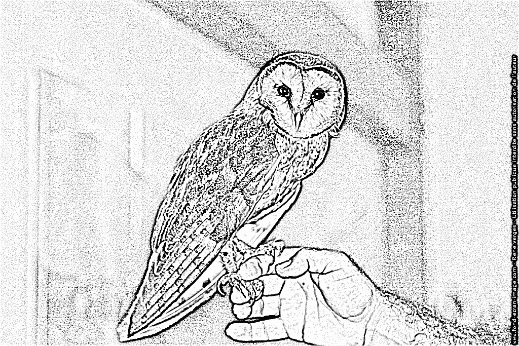 Coloriage De Chouette Effraie Dessin De Chouette Imprimer Elegant Dessin De Chouette Imprimer