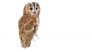 Coloriage De Chouette Hulotte Chat Huant La Salamandre