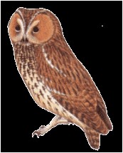 Coloriage De Chouette Hulotte Chouette Hulotte