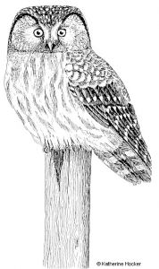 Coloriage De Chouette Hulotte Coloriage Chouette Hulotte