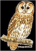 Coloriage De Chouette Hulotte La Chouette Hulotte