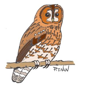 Coloriage De Chouette Hulotte Les Oiseaux En Fiches Coloriages Photos Et Dessins Avec Pouyo