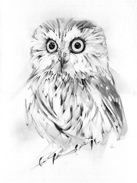 Coloriage De Chouette Ou Hibou Wise