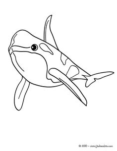 Coloriage En Ligne orque 68 Best Coloriages Animaux Marins Images On Pinterest