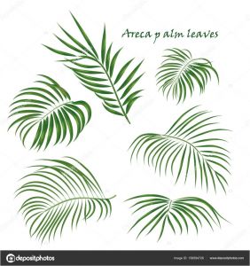 Coloriage Feuille De Palmier Direction Générale De La Tropicale Palmier D arec Feuilles Dessin