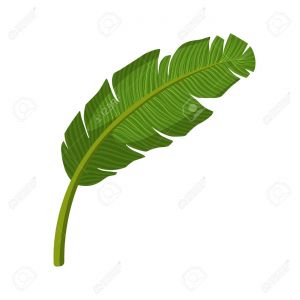Coloriage Feuille De Palmier Feuille De Palmier Tropicale Illustration Vectorielle De Dessin