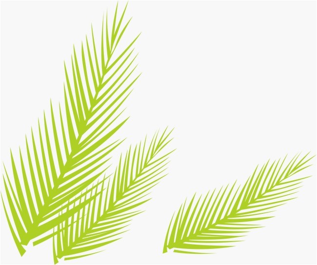 Coloriage Feuille De Palmier Vert De Feuilles De Palmier Vecteur Dessin Peint   La Main Png Et