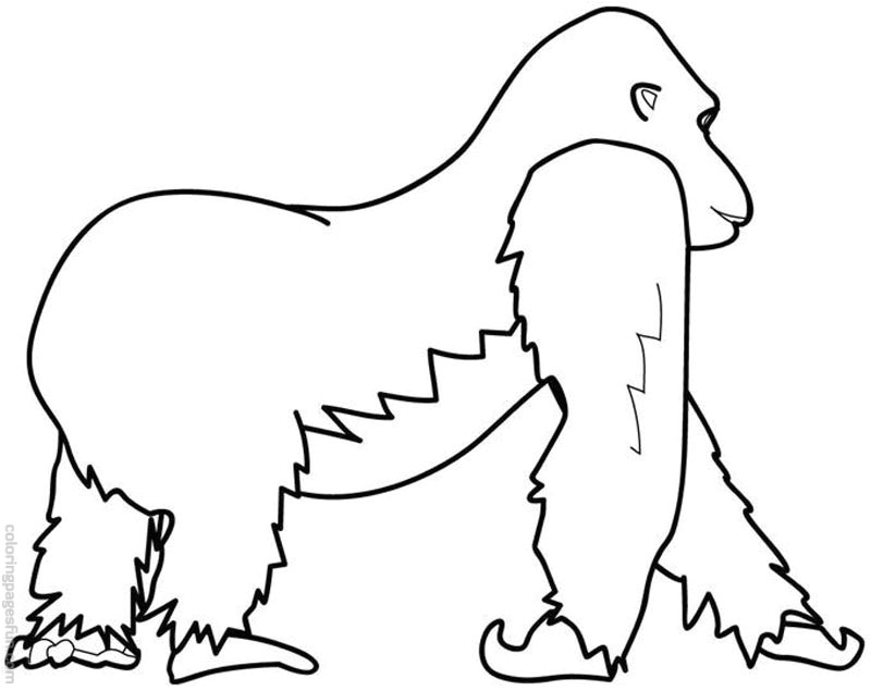 Coloriage Gorille A Imprimer Dessin De Coloriage Gorille   Imprimer Cp
