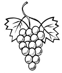 Coloriage Grappe De Raisin Coloriage Grappe De Raisin Le Blog De Ludovica