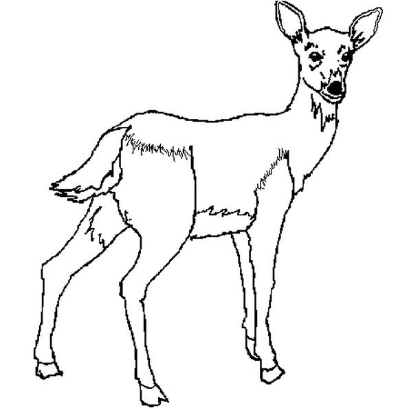 Coloriage Gratuit Biche Coloriage Biche En Ligne Gratuit Imprimer Coloriage Gratuit Biche Coloriage Biche En Ligne Gratuit Imprimer