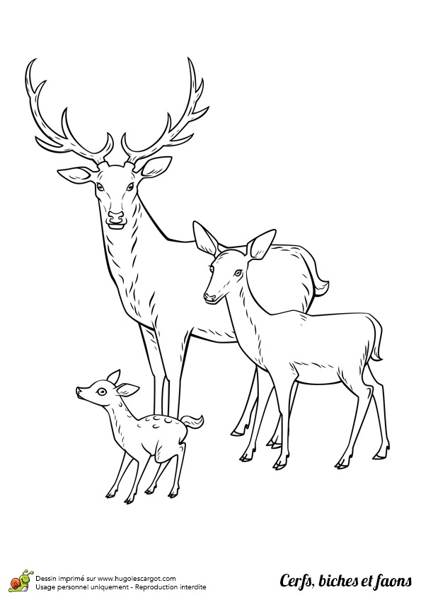 Coloriage Gratuit Biche Dessin Colorier Cerf Biche Et Faon En Famille Hugolescargot Coloriage Gratuit Biche Dessin Colorier Cerf Biche Et Faon En Famille Hugolescargot