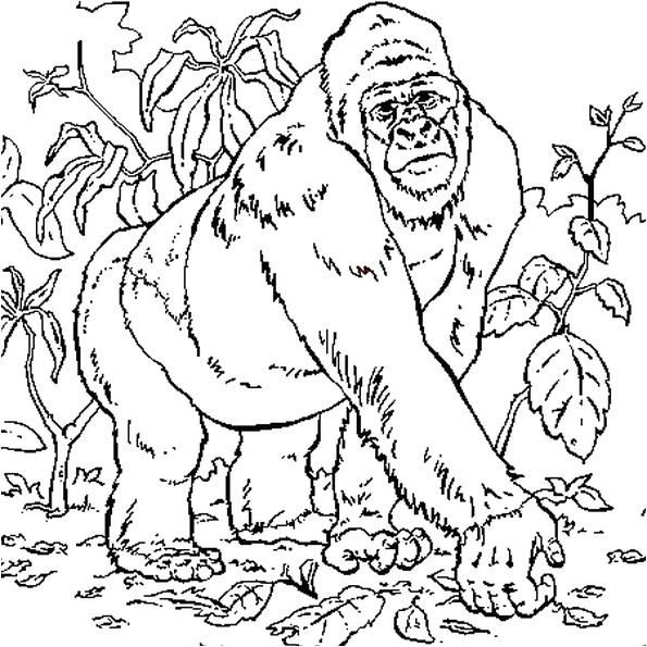 Coloriage Gratuit Gorille Coloriage Gorille En Ligne Gratuit   Imprimer