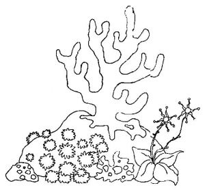 Coloriage Imprimer Gratuit Fond Marin Coloriage Fond Marin – Didacticaaplicatafo