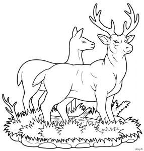 Coloriage Magique Biche Coloriage Gratuit Un Cerf Et Une Biche Dory Coloriages