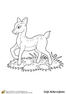 Coloriage Magique Biche Dessin   Colorier D Un Petit Faon Dans Les Champs
