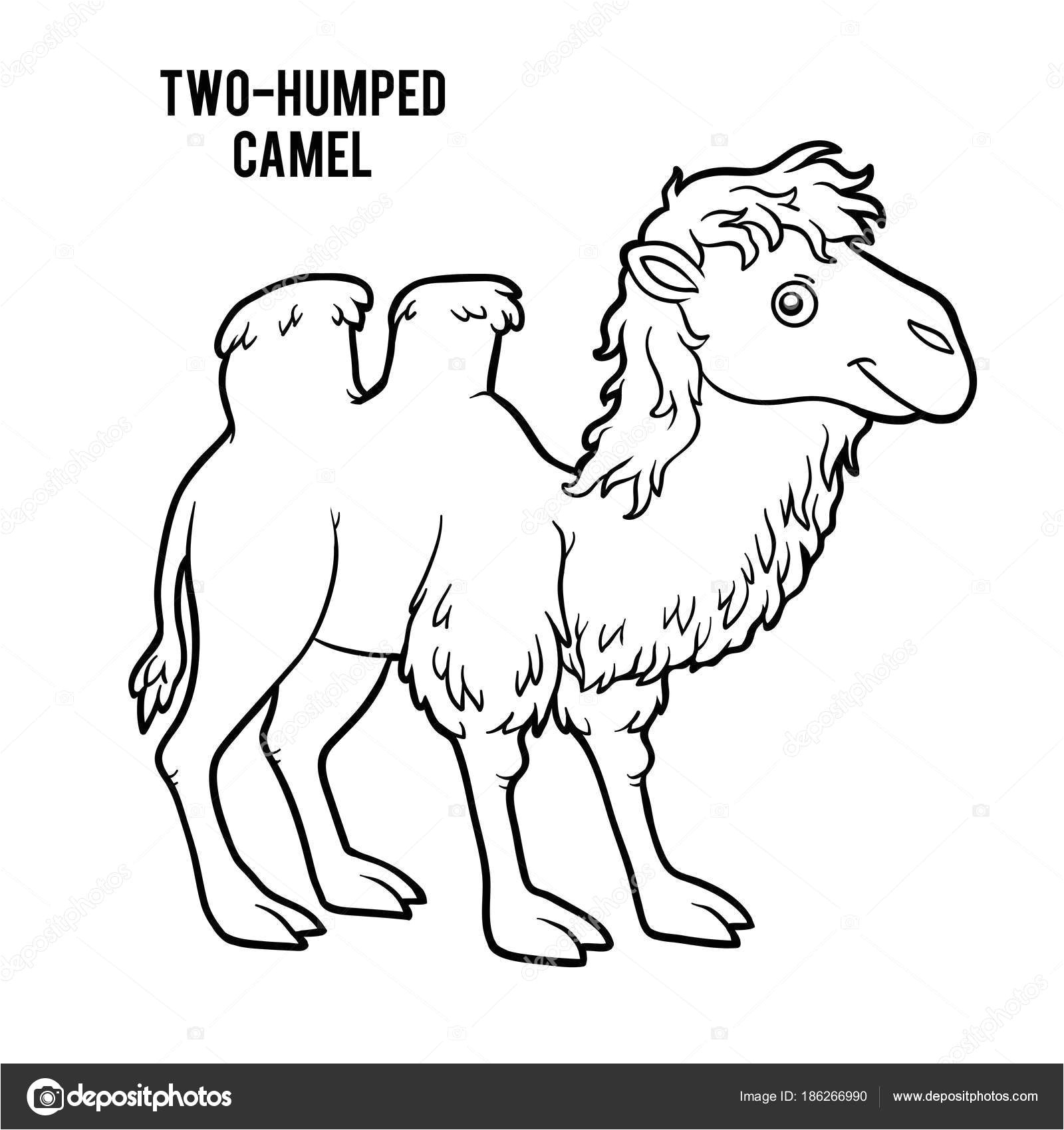 Coloriage Magique Chameau Coloriage Chameau Reprendre Download