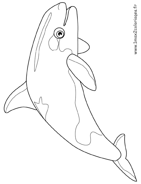 Coloriage Magique orque 114 Dessins De Coloriage orque   Imprimer