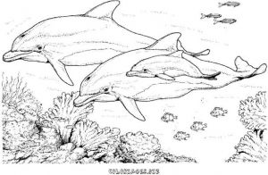 Coloriage Magique orque Coloriage orque Et Dauphin