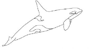 Coloriage Magique orque Coloriage orque