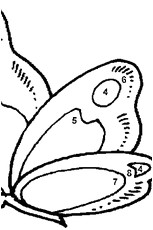 Coloriage Magique Sanglier Coloriage Sanglier En Ligne Gratuit Imprimer