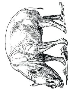 Coloriage Magique Sanglier Dessin A Colorier Chasseur Sanglier Coloriage Sanglier Imprimer