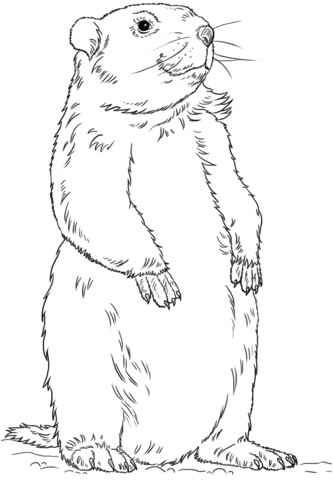 Coloriage Marmotte A Imprimer Coloriage Marmotte Debout