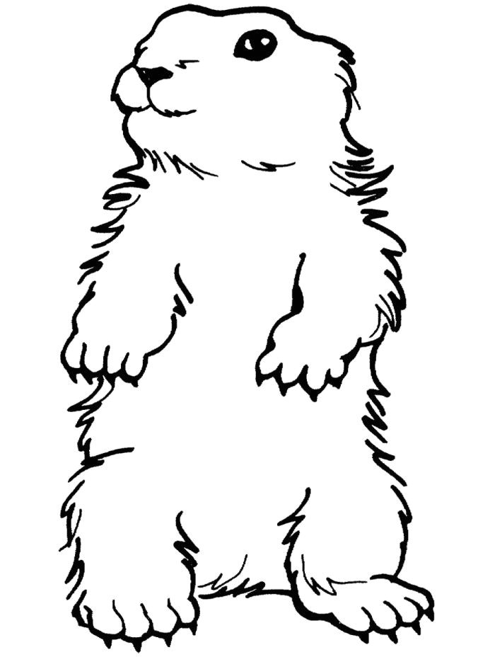 Coloriage Marmotte A Imprimer Dessin De Coloriage Marmotte   Imprimer Cp