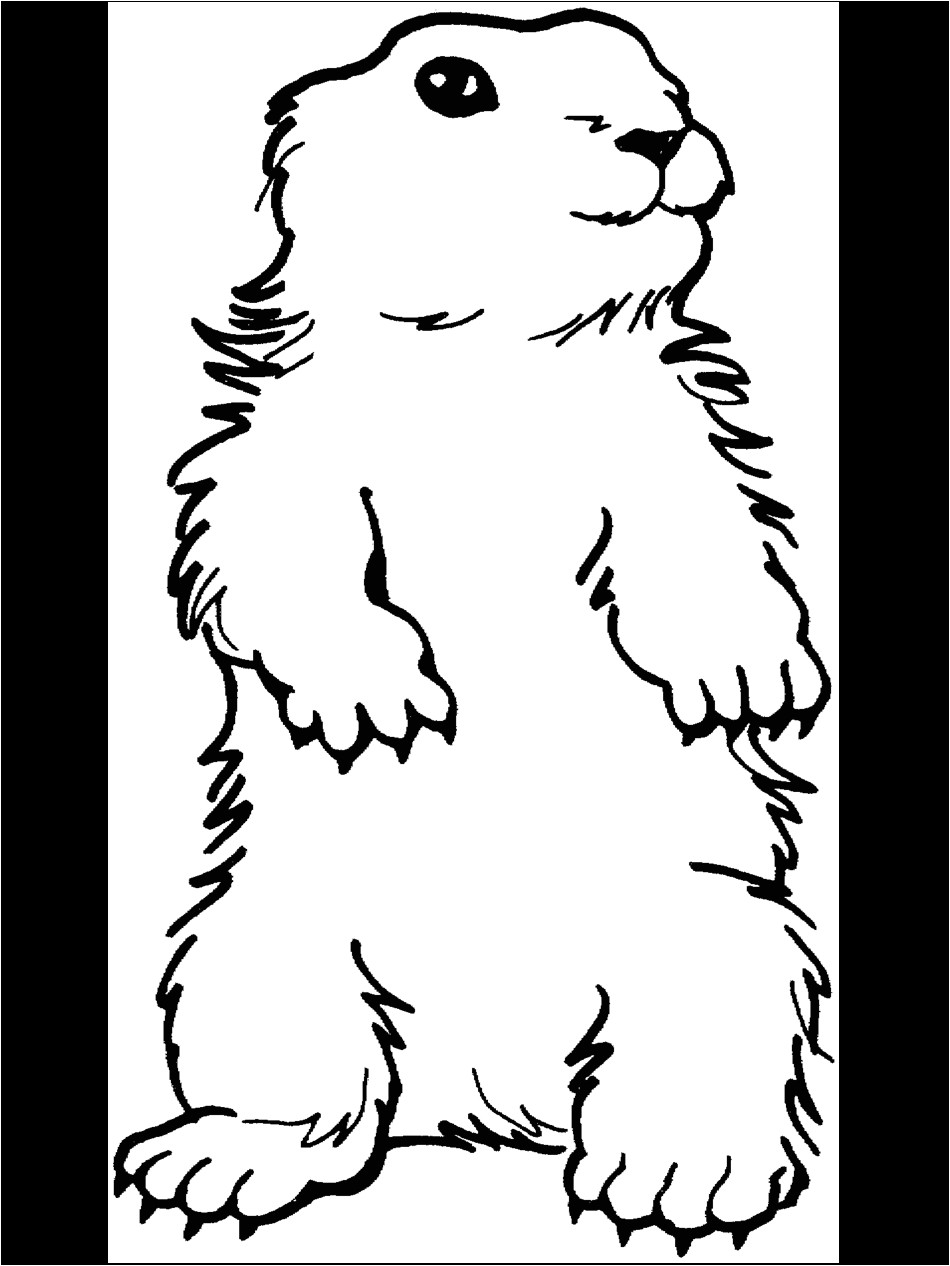 Coloriage Marmotte A Imprimer Dessin De Coloriage Marmotte   Imprimer Cp