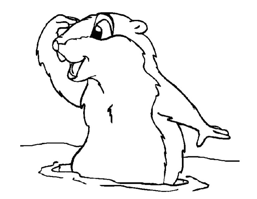 Coloriage Marmotte A Imprimer Dessin De Coloriage Marmotte   Imprimer Cp
