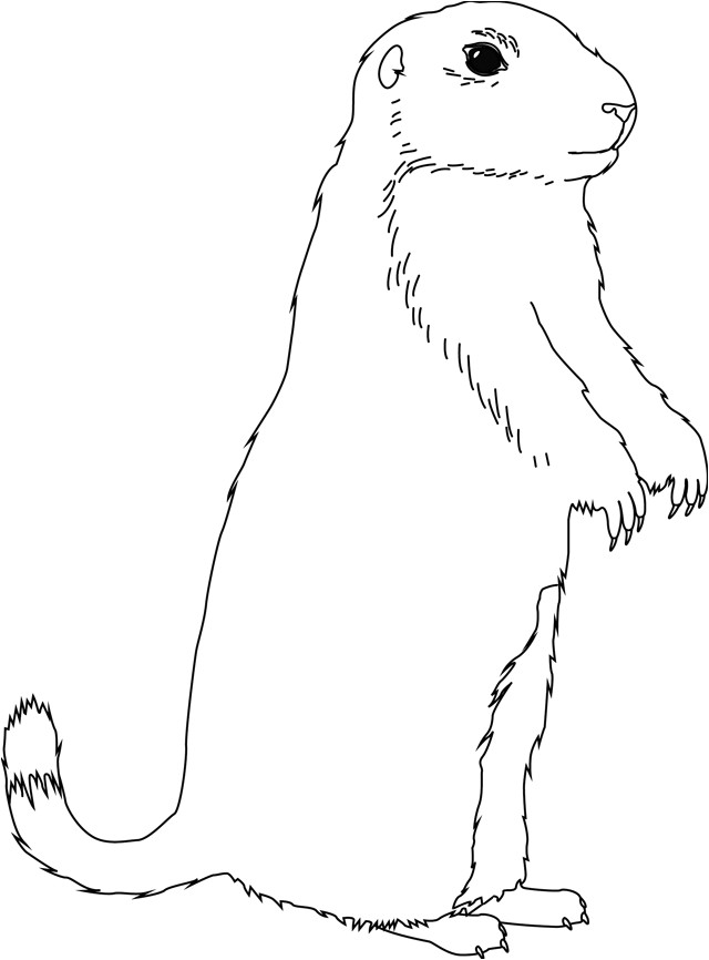 Coloriage Marmotte A Imprimer Marmotte Animaux – Coloriages   Imprimer