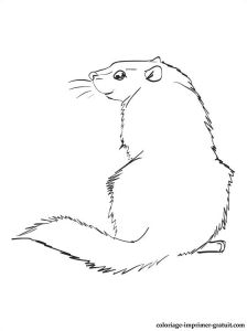 Coloriage Marmotte Imprimer Gratuit Coloriage Marmotte Les Beaux Dessins De Animaux   Imprimer Et Colorier