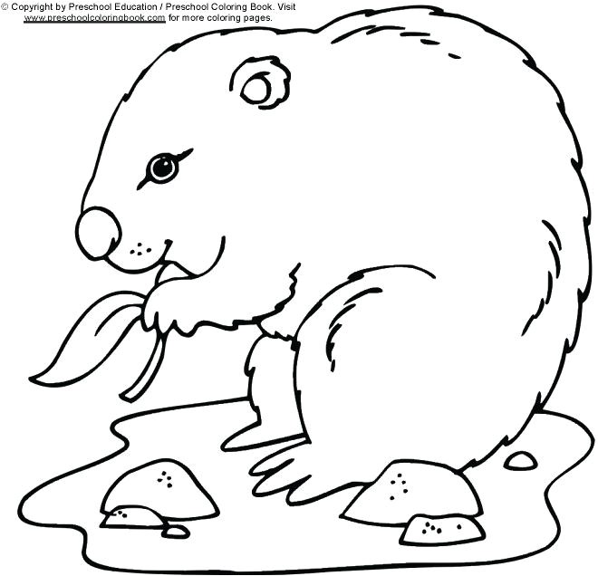 Coloriage Marmotte Qui Dort Coloriage A Dessiner Marmotte Imprimer Gratuit Bebe – Fashionzenfo